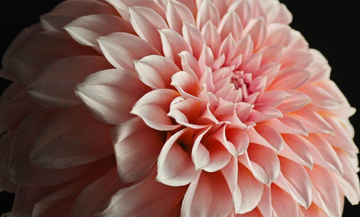 Hình chụp từ Xiaomi 17 Pro Max