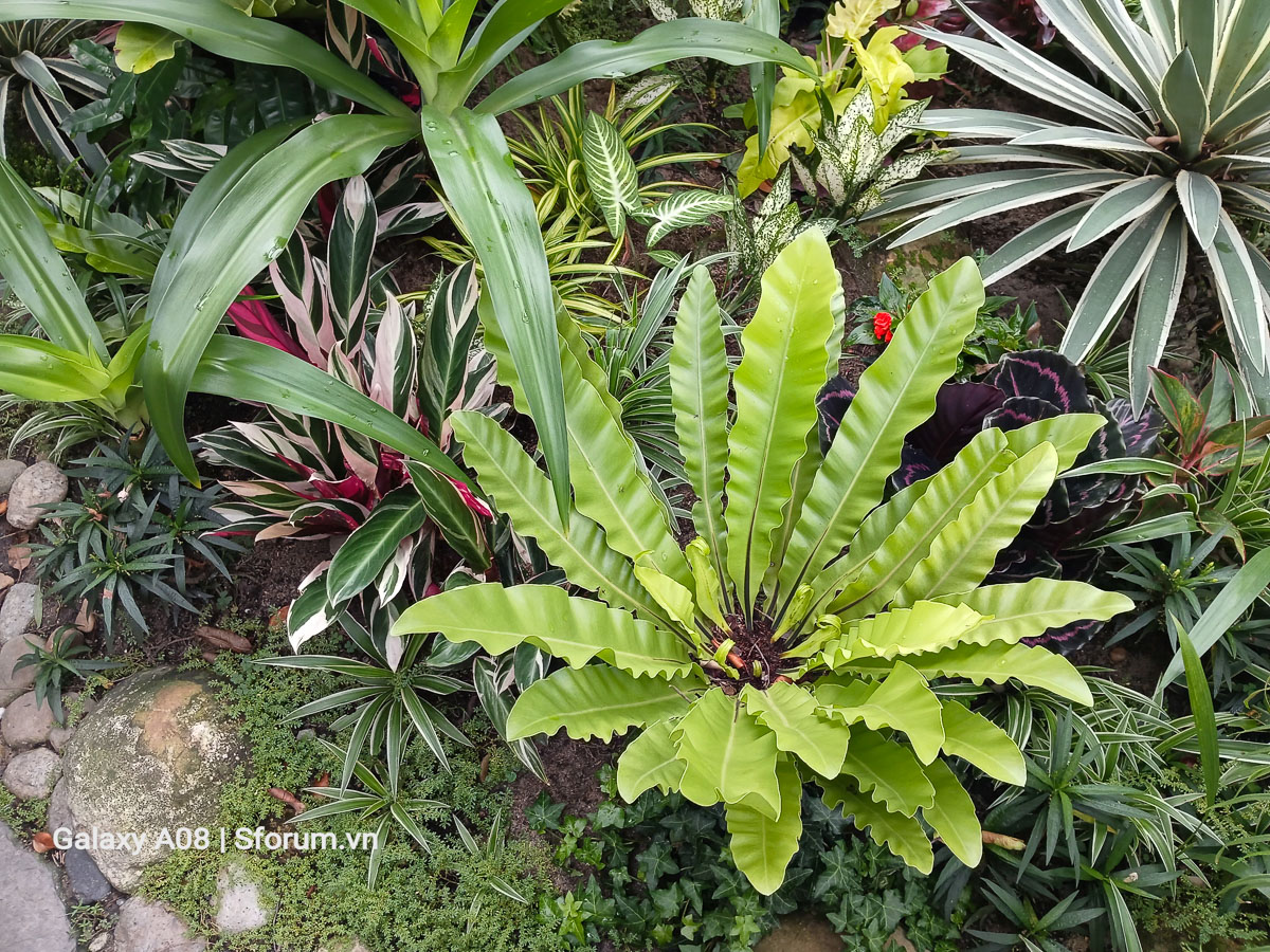 Đánh giá camera Samsung Galaxy A08 4G 