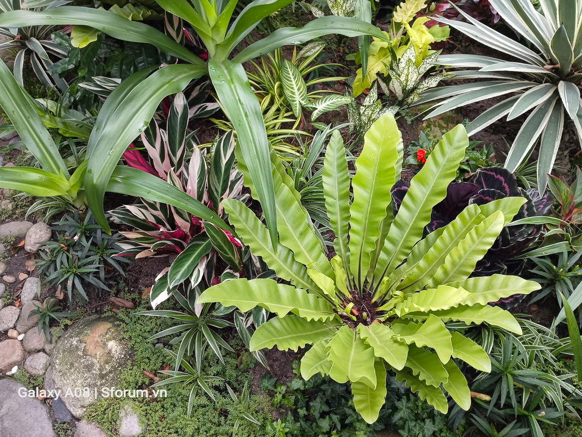 Đánh giá camera Samsung Galaxy A08 4G 