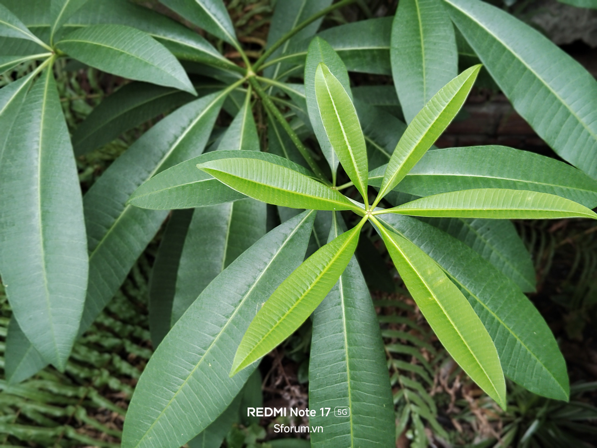 Đánh giá camera Xiaomi Redmi Note 17 5G