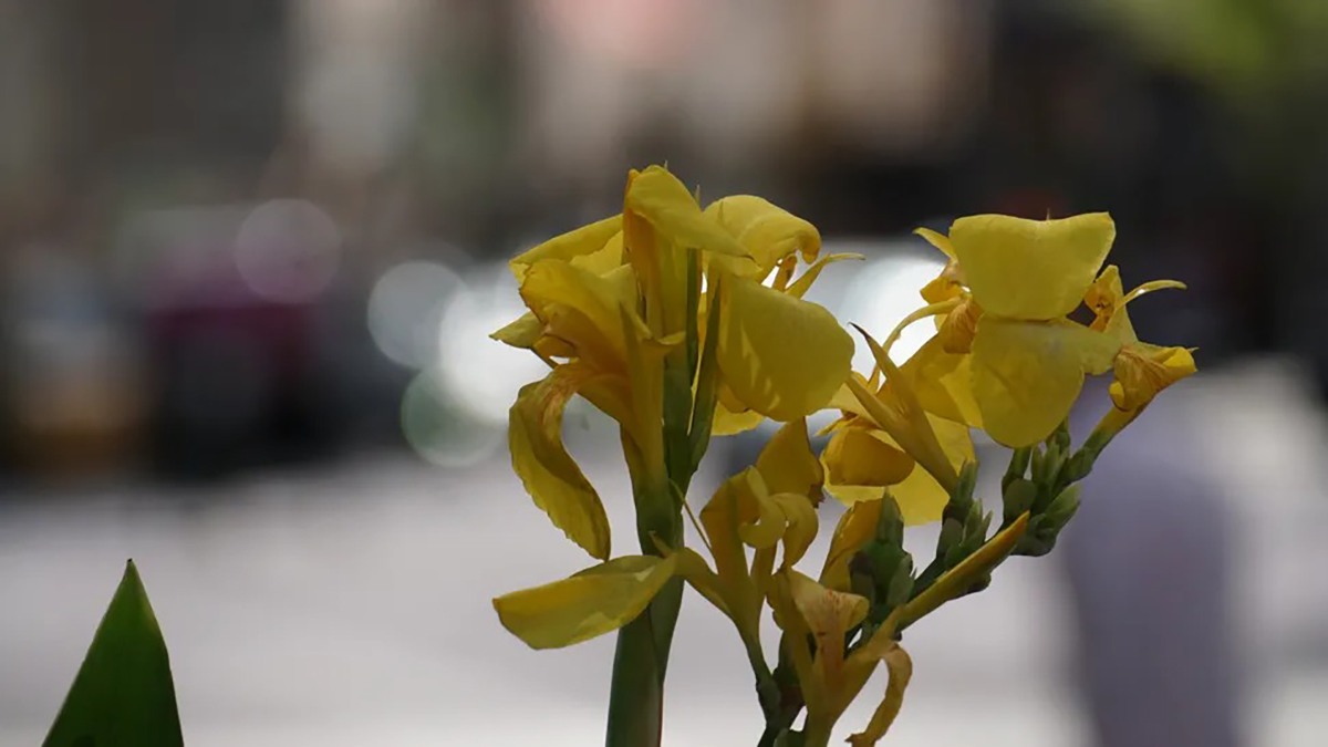 Ảnh chụp bằng Sony A600