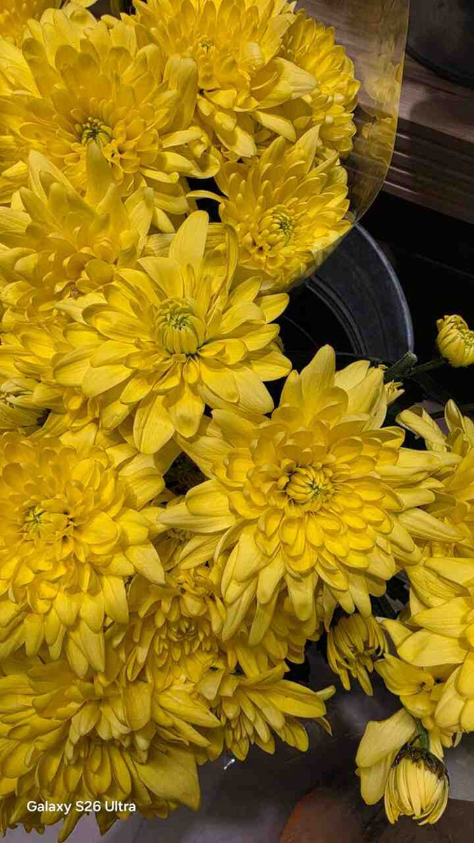 ảnh được chụp từ Galaxy S26 Ultra