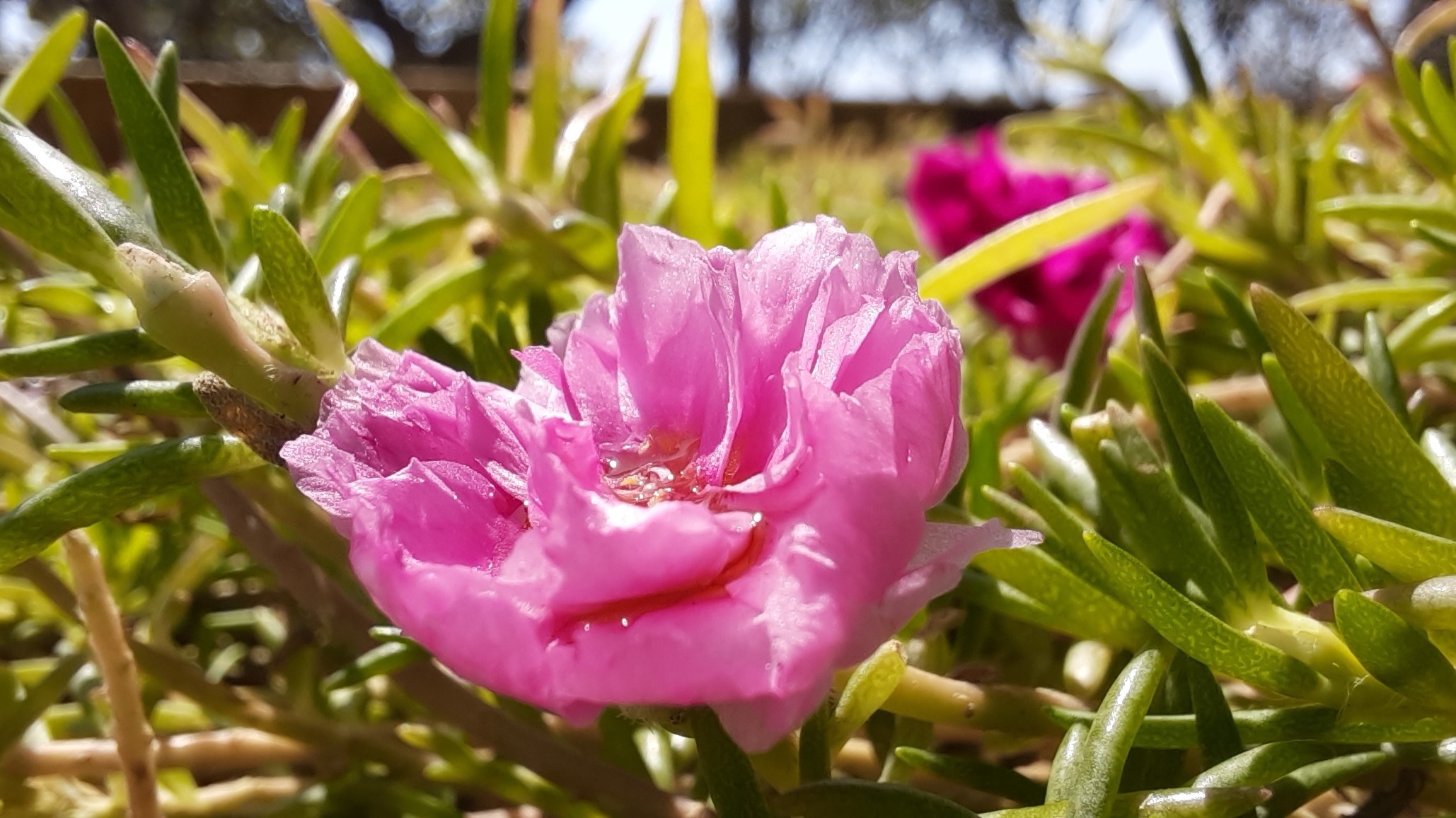 Trải nghiệm camera Macro của Samsung Galaxy A51: Chi tiết tốt, tách bạch, màu sắc tươi tắn